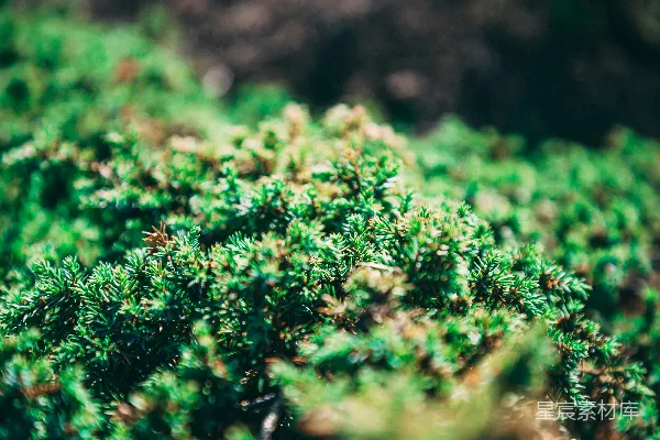 绿色叶片植物的特写摄影