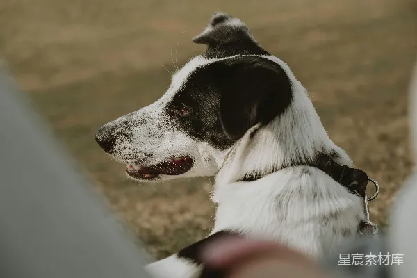 高清摄影 黑白相间的狗看向旁边