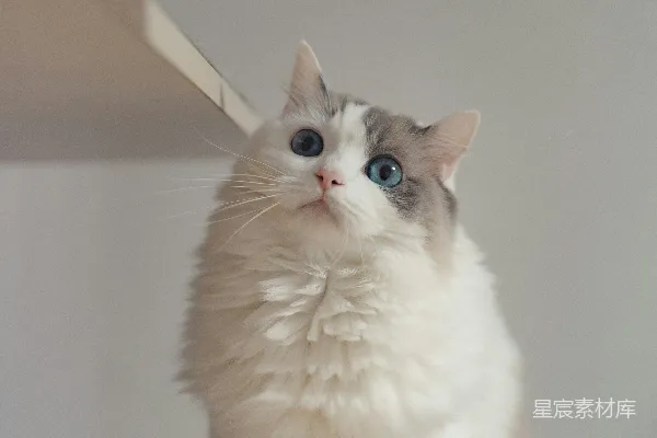 一只毛茸茸的白猫蓝眼仰望。