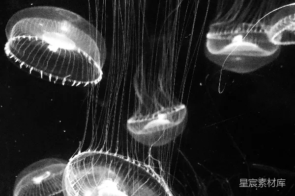高清摄影 黑白照片中的水中的白色水母