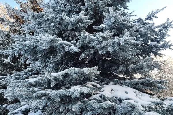 冬日中一片覆盖着白雪的松树