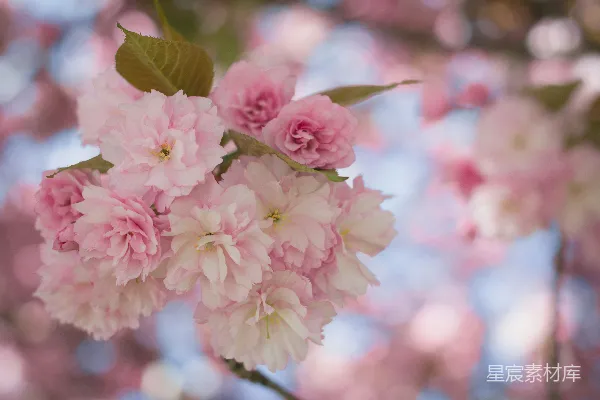 近景拍摄的粉色樱花 Blossom Close-Up Photography with a Pink Tinge