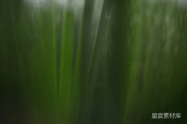 抽象的暗绿色垂直线条带有模糊的运动效果。