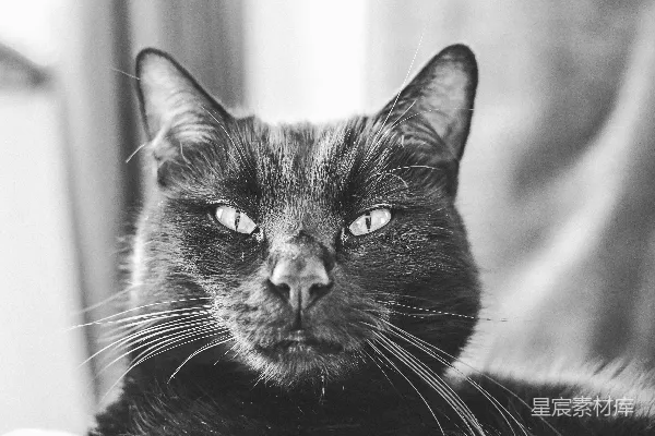 高清摄影 一只猫正在床上休息的特写镜头