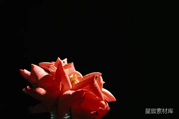 高清摄影 桌子上放着一个装满红花的花瓶。