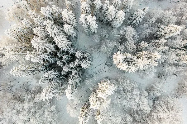 覆盖着白雪的森林俯视图