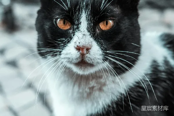 高清摄影 一只黑白相间的猫坐在砖地板上