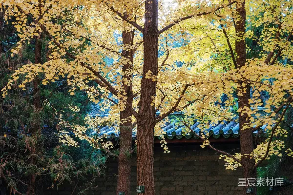 高树金黄秋叶