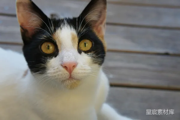 高清摄影 一只黑白相间的猫坐在木制地板上