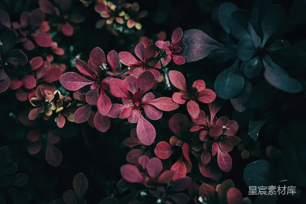 一朵花束的特写镜头