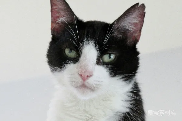 高清摄影 黑猫在白色桌子上
