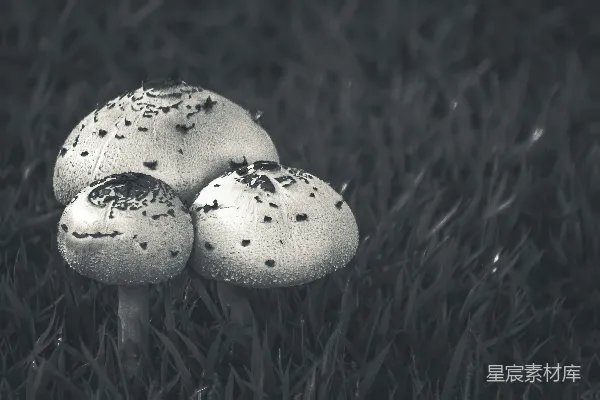 高清摄影 三株蘑菇生长在绿草中