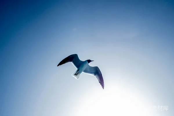 白黑二鸟在蓝天飞翔