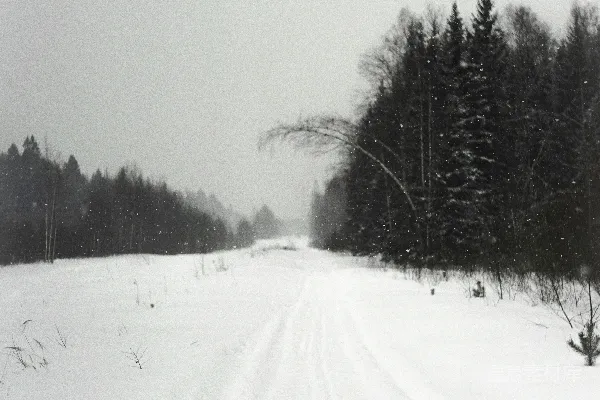 高清摄影 一条覆盖着积雪的道路，背景中有树木。