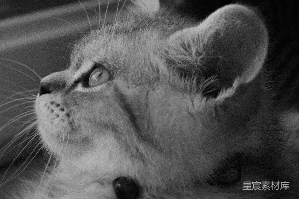 高清摄影 一只小猫凝视着上方，若有所思。