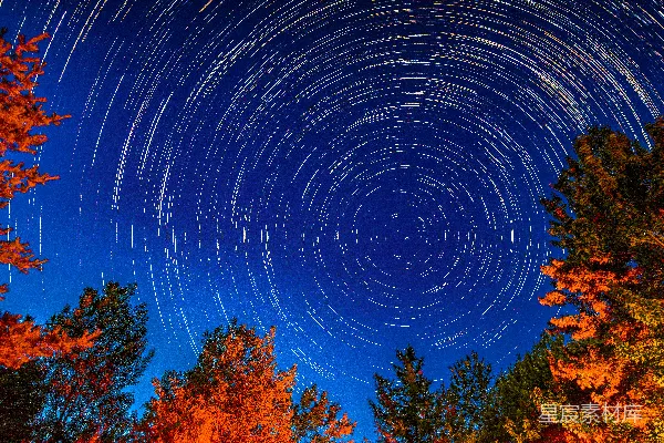 星空下的一群树