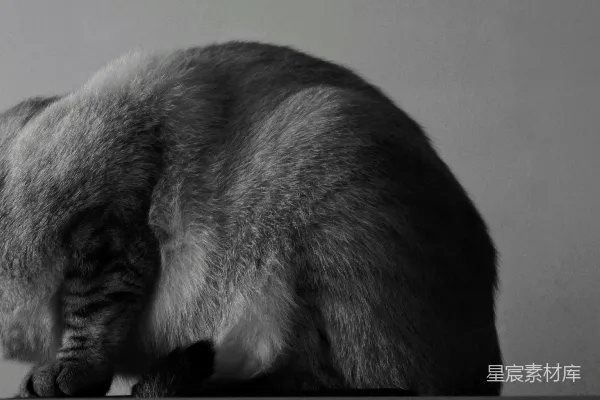 高清摄影 灰色和白色短毛猫