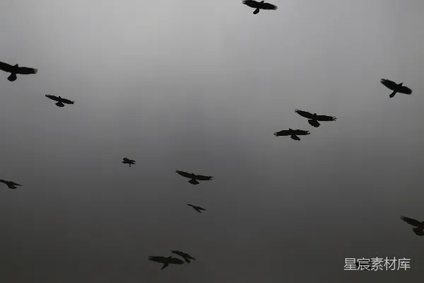 高清摄影 一群鸟在阴云密布的天空中飞翔