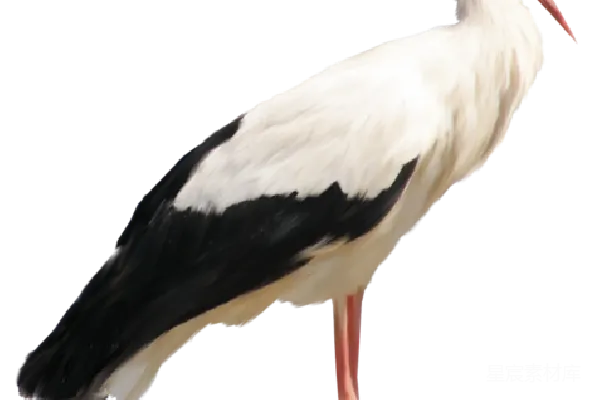 元素素材 鹳