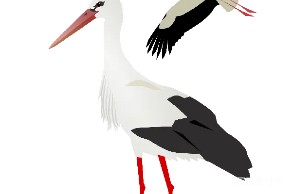 元素素材 鹳