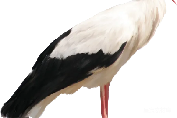 元素素材 鹳