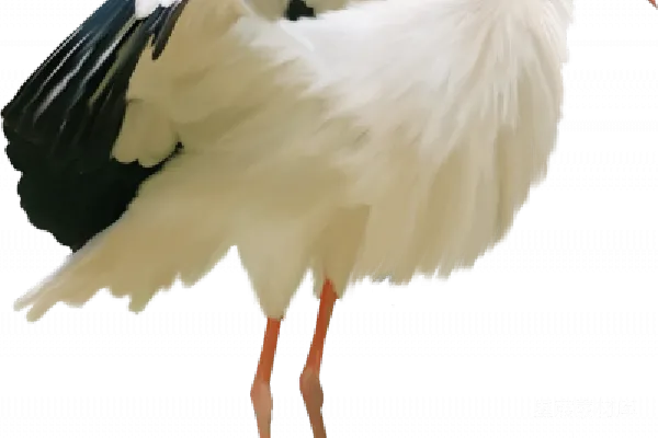 元素素材 鹳