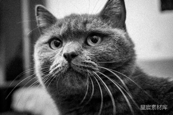 高清摄影 灰度照片中的猫