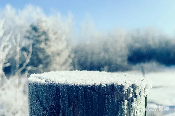 雪地中的树桩特写