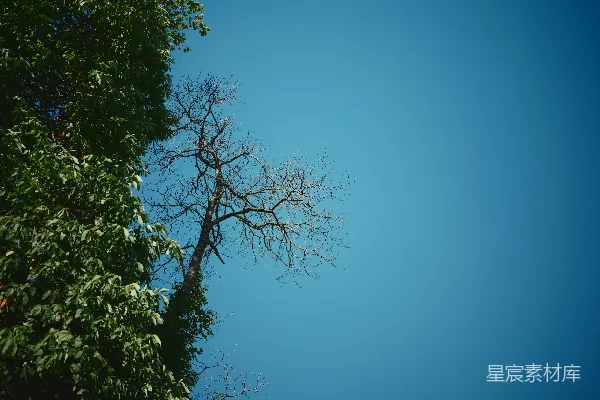 绿树与蓝天下的皑皑白雪相对。