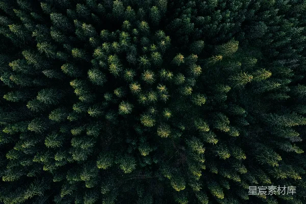 高清摄影 森林的航拍图，有许多树木。