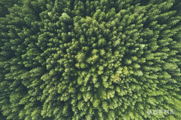 高清摄影 鸟瞰绿树摄影