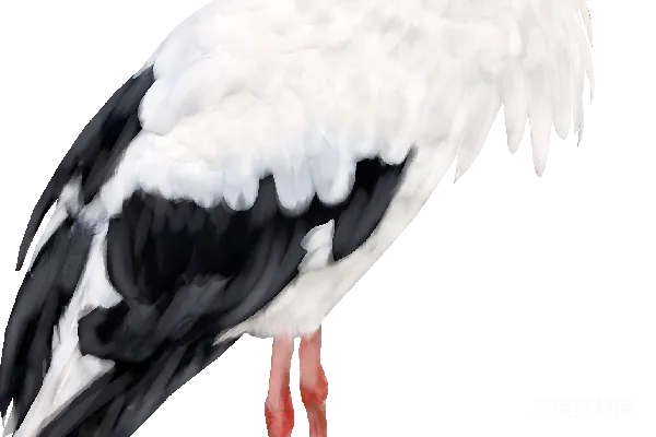 元素素材 鹳