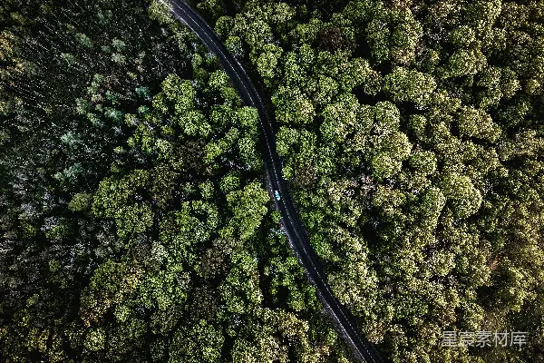 高清摄影 树林中的小路