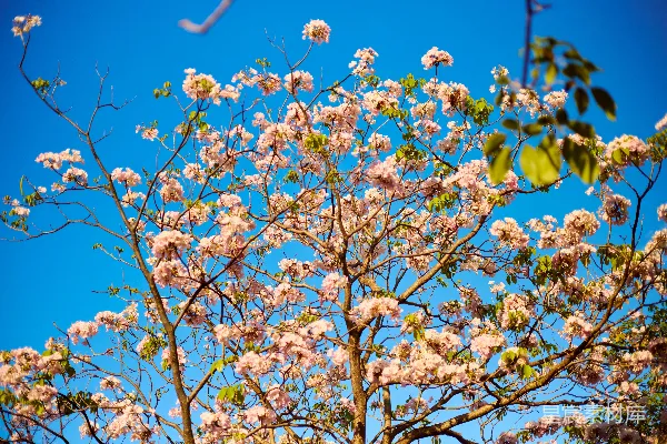 粉色的花朵在蓝天背景下绽放于一棵树上。