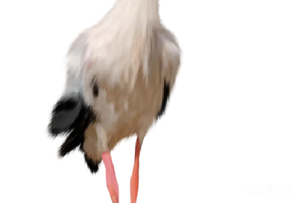 元素素材 鹳