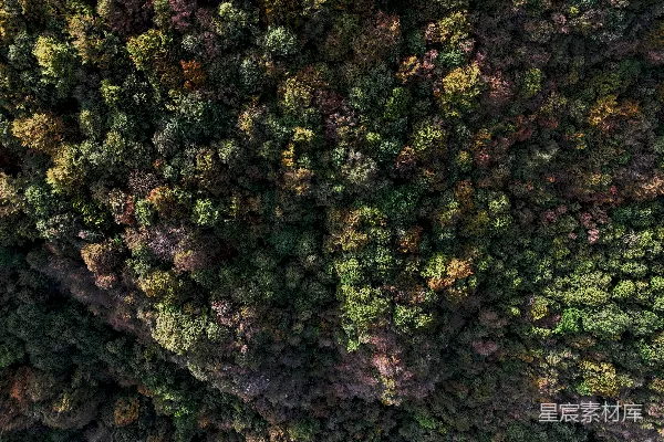 高清摄影 一片森林的俯瞰图，有许多树木。