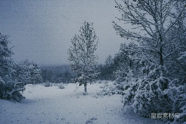 覆盖着白雪的森林小径，有很多树木。