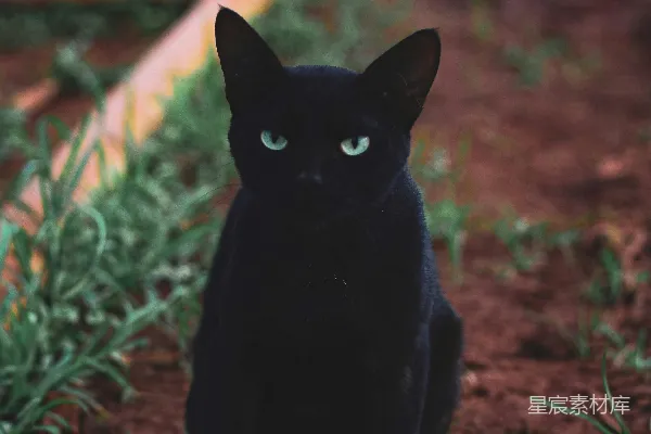 黑猫卧于褐色的草地之上