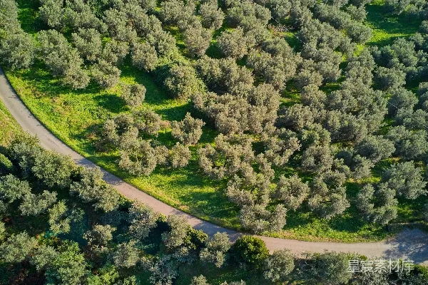 高清摄影 一条蜿蜒的道路，周围被树木环绕的空中俯瞰图。