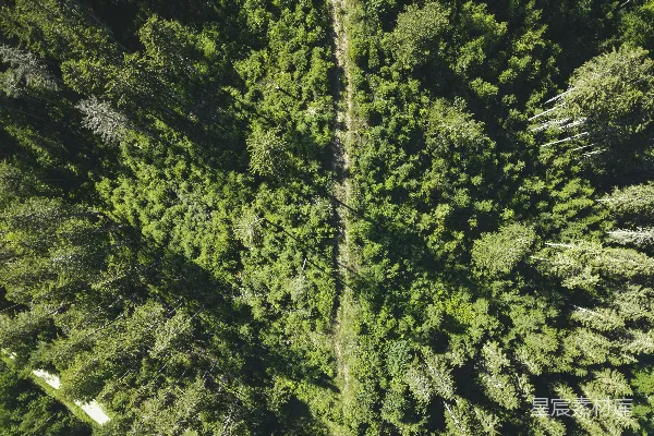 高清摄影 绿树青草地在白天