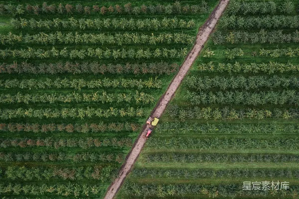 高清摄影 鸟瞰树木摄影