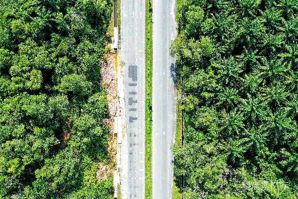 高清摄影 一条道路被树木环绕的空中俯瞰图