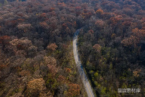 高清摄影 白天的空中俯瞰绿树和道路