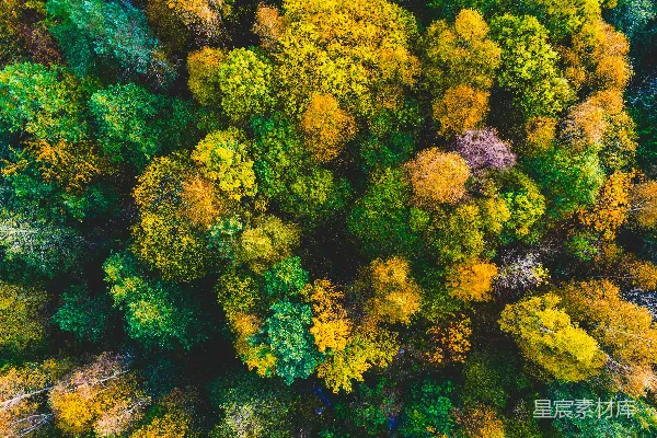 高清摄影 森林的空中俯瞰图，有许多树木。
