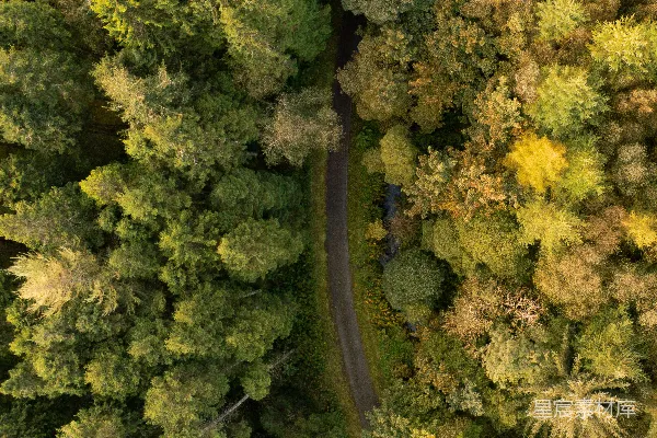 高清摄影 空中俯瞰一条被树木环绕的道路。