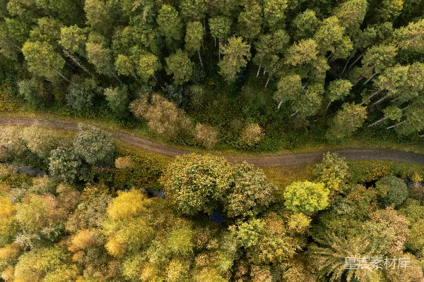 高清摄影 一条被树木环绕的道路的航拍图
