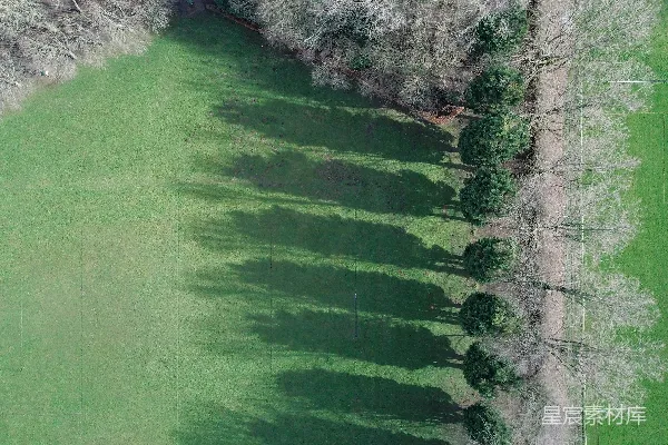 高清摄影 绿树