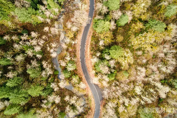 高清摄影 树木之间的道路俯瞰图