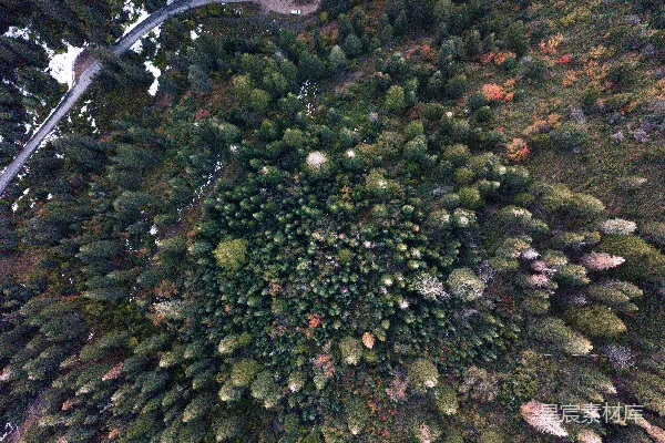 高清摄影 松树林的空中摄影