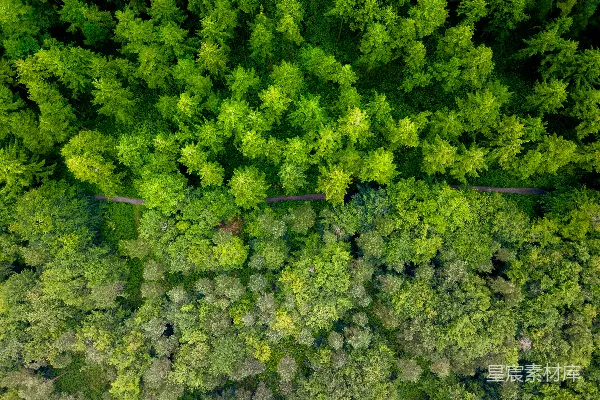 高清摄影 森林中间的路